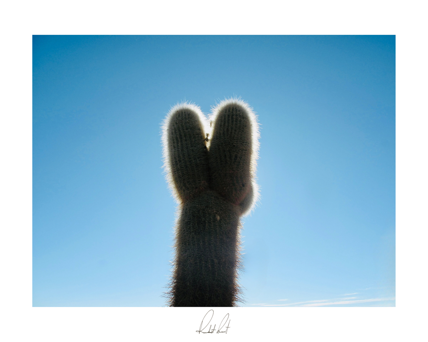 SUCCULENT - Professional, Photography Print