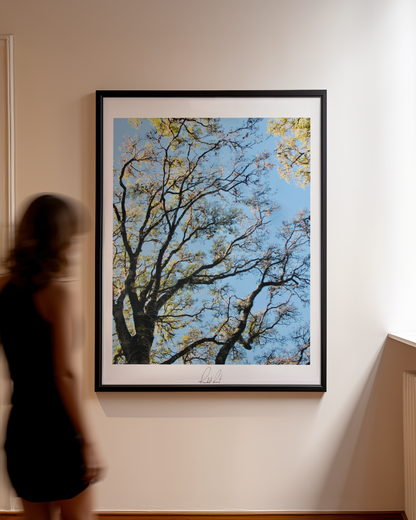 OMNIPRESENT LIMBS - Professional Photography Print