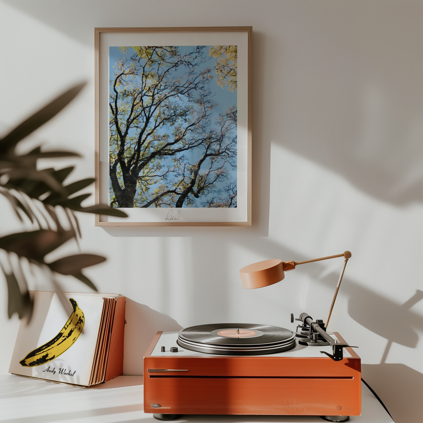 OMNIPRESENT LIMBS - Professional Photography Print