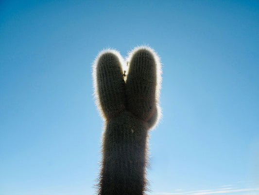 9114028