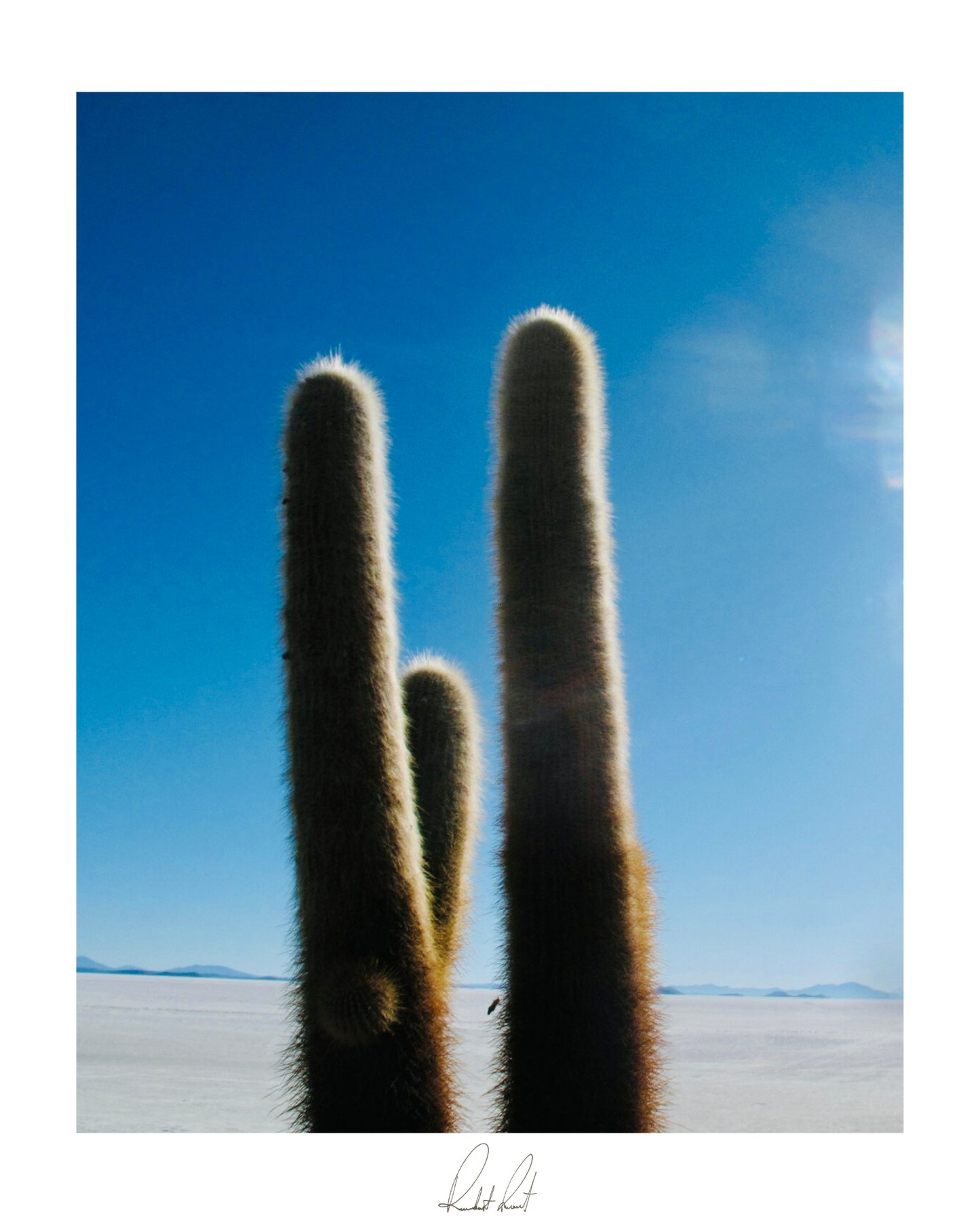 THE PRICKLY ONE - Professional, Photography Print