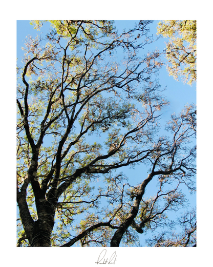 OMNIPRESENT LIMBS - Professional Photography Print