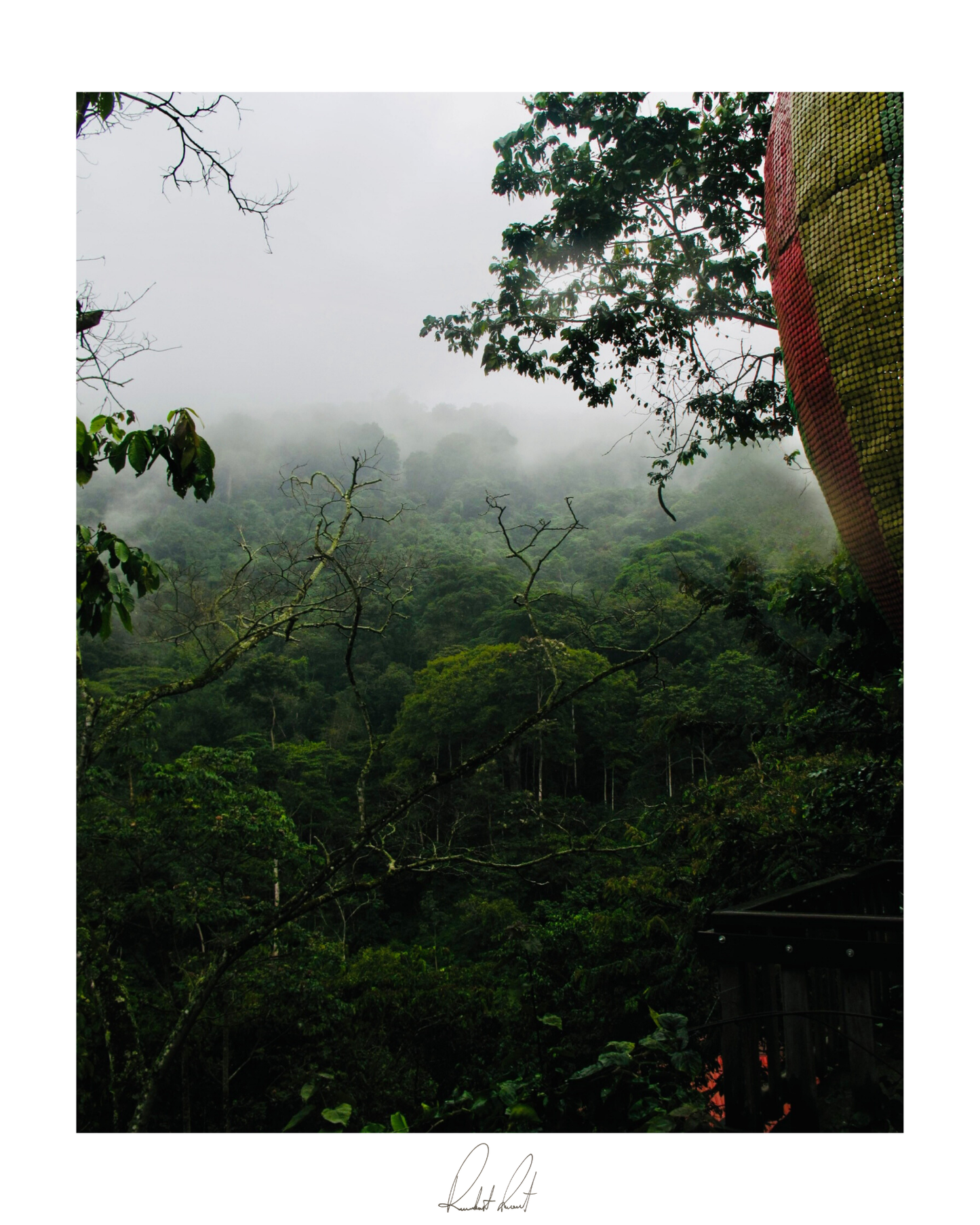 JUNGLE DEW - Professional Photography Print