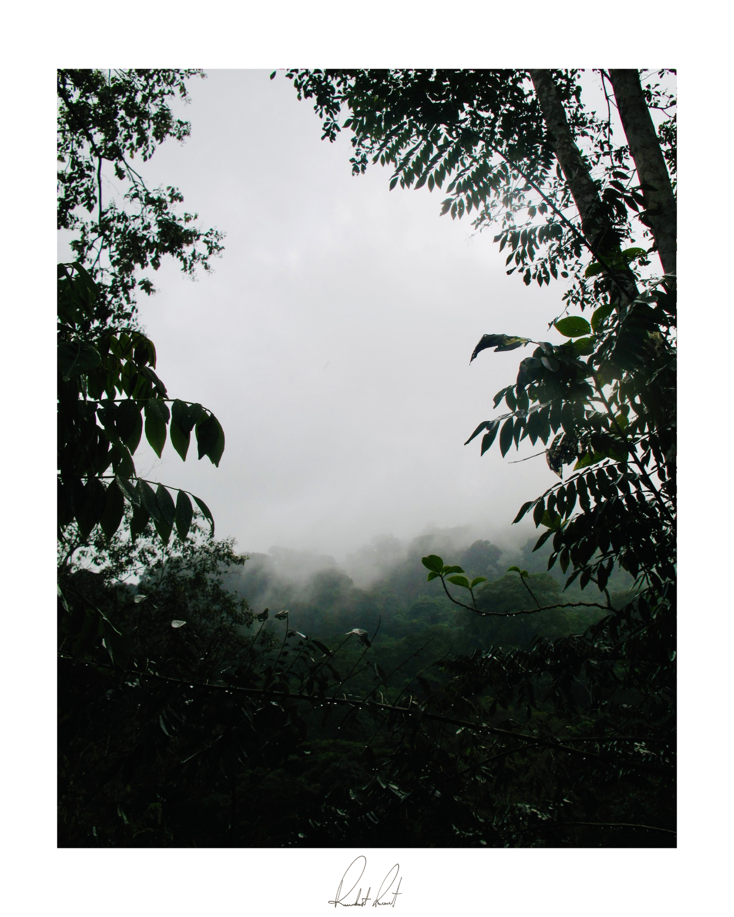 PEAKING THROUGH THE MIST - Professional Photography Print